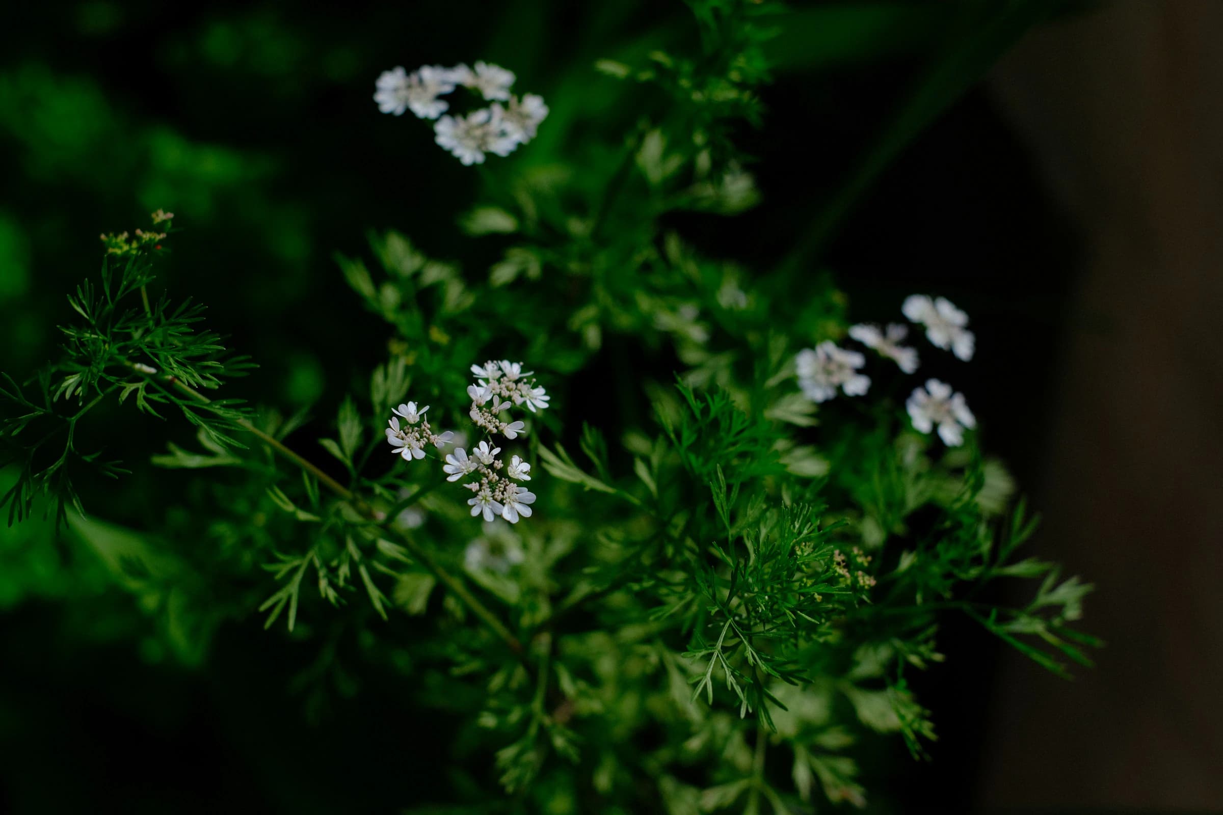Herbs